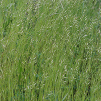 Bromus hordeaceus (Brome mou)