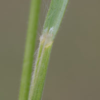 bromus_hordeaceus2md