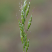 bromus_hordeaceus3md