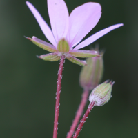 erodium_cicutarium5md