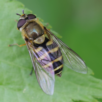 Syrphus ribesii (Syrphe des groseilliers)