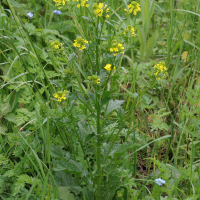 Barbarea vulgaris (Barbarée commune)