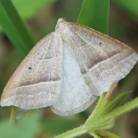 petrophora_chlorosata2bd