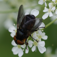 phasia_hemiptera2md