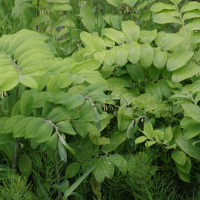 polygonatum_multiflorum8md