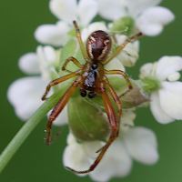 Anelosimus vittatus (Thérididé des marais)