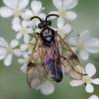 Arge ustulata (Mouche-à-scie noire à ailes jaunes)