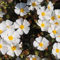 cistus_salviifolius2md