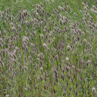 Lagurus ovatus (Queue de lièvre)