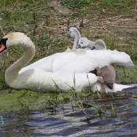 cygne_tubercule_-_cygnus_olor19md