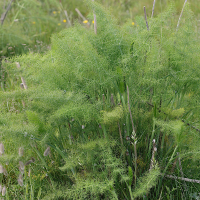 Foeniculum vulgare (Fenouil)