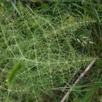 foeniculum_vulgare8md