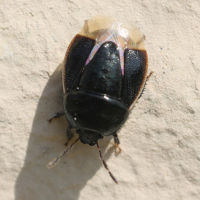 Legnotus limbosus (Punaise noire à bordure blanche)