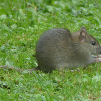 rattus_norvegicus7mv