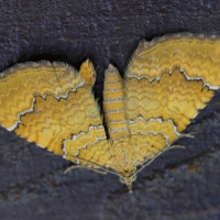 camptogramma_bilineata1md (Camptogramma bilineata)