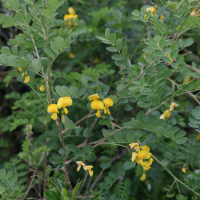 Colutea arborescens (Baguenaudier)