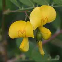 colutea_arborescens2md (Colutea arborescens)