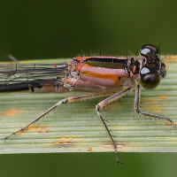 ischnura_elegans14md