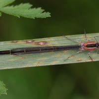 ischnura_elegans15md
