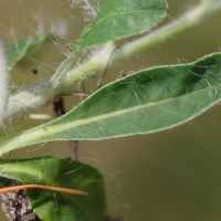 pilosella_officinarum7md