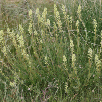 Reseda lutea (Réséda jaune)