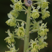 reseda_lutea2md
