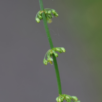rumex_sanguineus5md (Rumex sanguineus)
