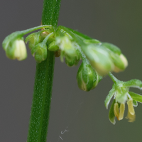 rumex_sanguineus6md (Rumex sanguineus)