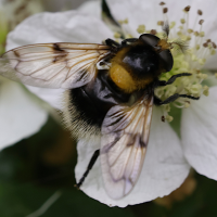 volucella_bombylans5md