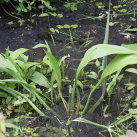 Alisma lanceolatum (Plantain d'eau à feuilles lancéolées)