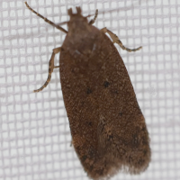 Bryotropha terrella (Bryotropha)