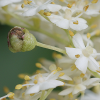 Contarinia sambuci (Galle des fleurs du Sureau)