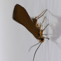 Crassa unitella (Crassa)