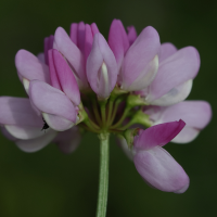 coronilla_varia4md