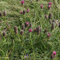 Trifolium rubens (Trèfle rouge, Trèfle rougeâtre)