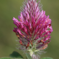 trifolium_rubens3md