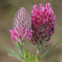 trifolium_rubens6md