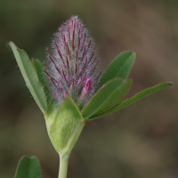 trifolium_rubens7md