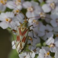 calocoris_roseomaculatus4md