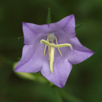 campanula_persicifolia7md