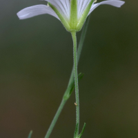 cherleria_laricifolia3md