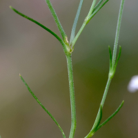 cherleria_laricifolia4md