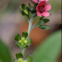 Cynoglossum montanum (Cynoglosse des montagnes)