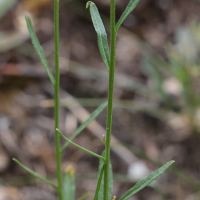 erysimum_cheiranthoides4md