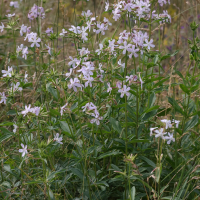 Saponaria officinalis (Saponaire officinale)