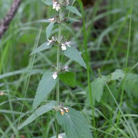 stachys_alpina3md