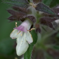 stachys_alpina4md