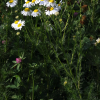 Tripleurospermum inodorum (Camomille inodore)