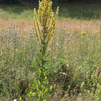 Verbascum lychnitis (Molène lychnite)