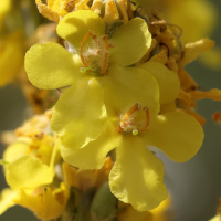 verbascum_lychnitis5md